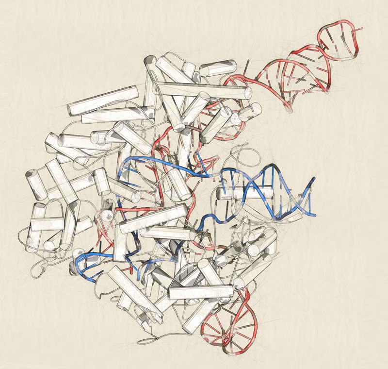 Cas9 sgRNA complex