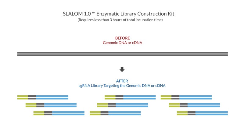 Genomic DNA and sgRNA library
