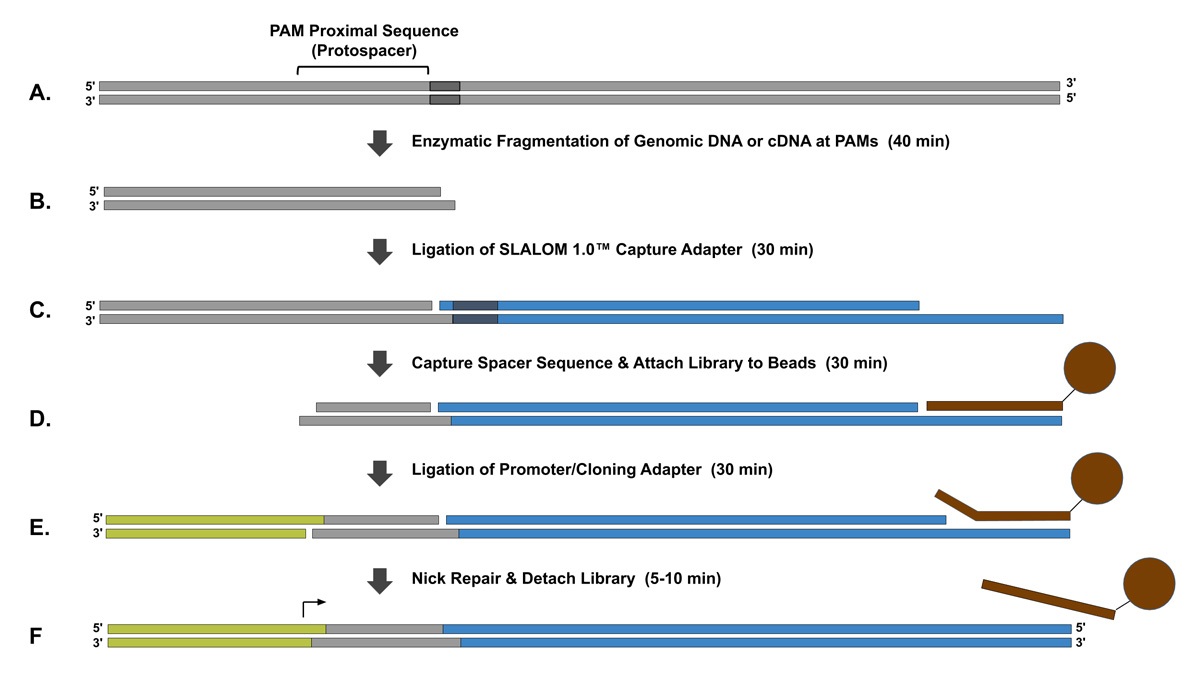 workflow of SLALOM